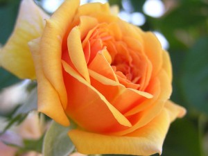 Роза — цветок любви